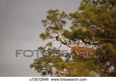 tree, scenic, nest, huge, eagle View Large Photo Image Stock Photograph - tree, scenic, nest, huge, eagle. Fotosearch