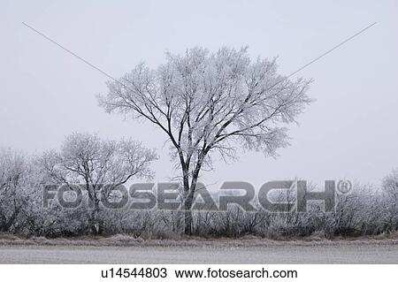Stock Image - trees, frost, field, stubble, covering, hoar. Fotosearch