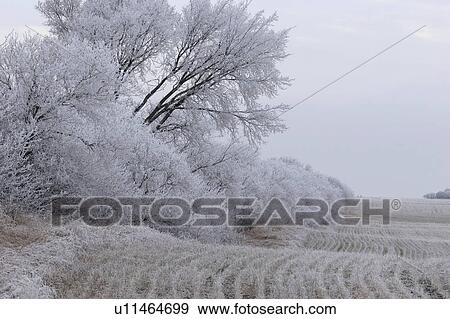 trees, frost, field, stubble, covering, hoar View Large Photo Image Stock Photo - trees, frost, field, stubble, covering, hoar. Fotosearch