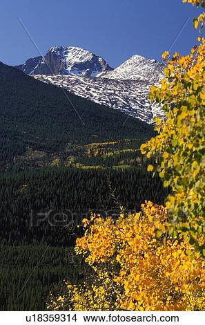 Picture - tremuloides, peak, populus, aspen, fall, longs. Fotosearch
