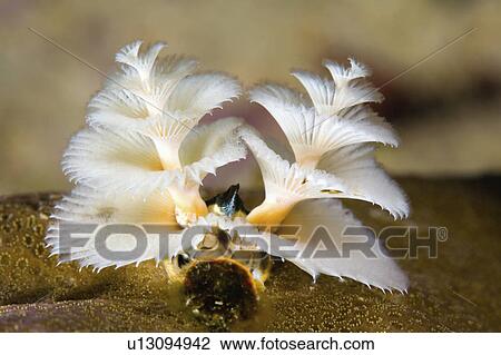 tubeworm, tube, tree, christmas, worm, cream View Large Photo Image Stock Image - tubeworm, tube, tree, christmas, worm, cream. Fotosearch