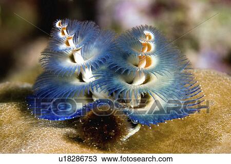 Stock Image - tubeworm, tube, tree, christmas, worm, blue. Fotosearch