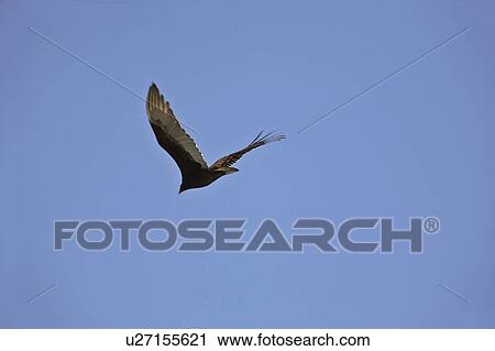 Stock Image - turkey, flight, usa, florida, scenic, bird. Fotosearch