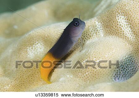 two, blenny, bicolour, coral, perched, bicolor View Large Photo Image Stock Photography - two, blenny, bicolour, coral, perched, bicolor. Fotosearch