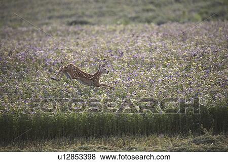 Stock Photo - uncut, deer, through, leaping, fawn, whitetailed. Fotosearch