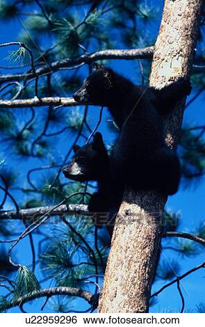 Stock Photograph - up, bear, americanus, ursus, cubs, black. Fotosearch