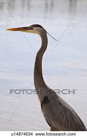 usa, blue, florida, scenic, heron, great View Large Photo Image Picture - usa, blue, florida, scenic, heron, great. Fotosearch