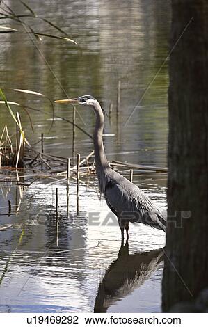 Stock Image - usa, blue, florida, scenic, heron, great. Fotosearch