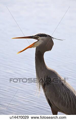 usa, blue, florida, scenic, heron, great View Large Photo Image Stock Photo - usa, blue, florida, scenic, heron, great. Fotosearch