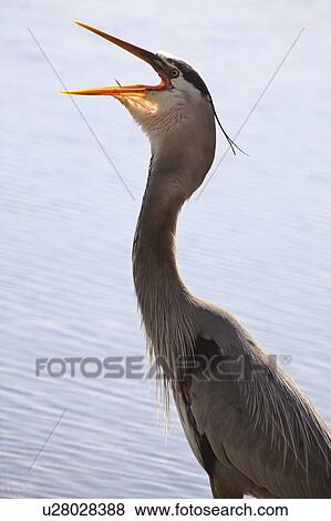usa, blue, florida, scenic, heron, great View Large Photo Image Stock Photo - usa, blue, florida, scenic, heron, great. Fotosearch