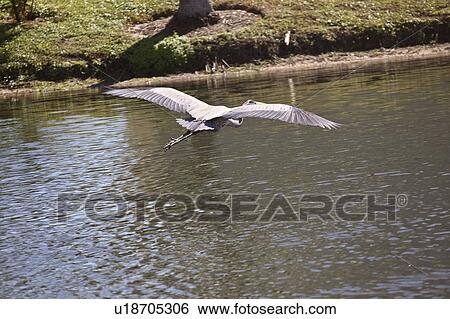 Stock Photograph - usa, blue, florida, scenic, heron, great. Fotosearch