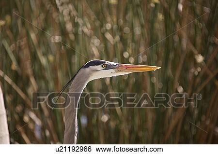 Stock Photograph - usa, blue, florida, scenic, heron, great. Fotosearch