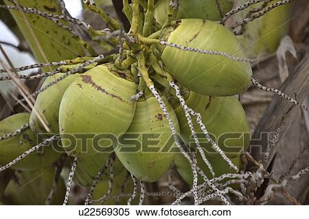usa, bunch, florida, scenic, coconuts, green View Large Photo Image Stock Photography - usa, bunch, florida, scenic, coconuts, green. Fotosearch