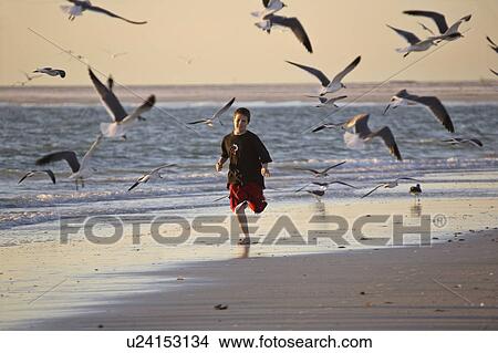 Picture - usa, chasing, florida, scenic, gulls, boy. Fotosearch
