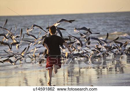 usa, chasing, florida, scenic, gulls, boy View Large Photo Image Stock Image - usa, chasing, florida, scenic, gulls, boy. Fotosearch
