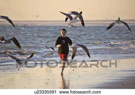 usa, chasing, florida, scenic, gulls, boy View Large Photo Image Stock Image - usa, chasing, florida, scenic, gulls, boy. Fotosearch