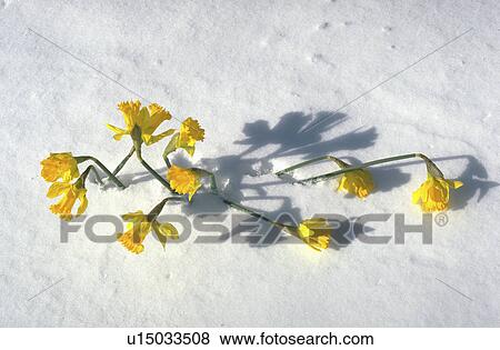 Stock Photo - usa, daffodils, minnesota, paul, snow, yellow. Fotosearch