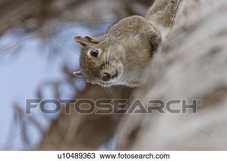 Stock Image - usa, gray, florida, scenic, squirrel, eastern. Fotosearch