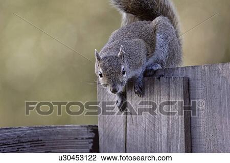Stock Image - usa, gray, florida, scenic, squirrel, eastern. Fotosearch