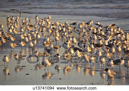 usa, gulls, florida, scenic, beach, laughing View Large Photo Image Picture - usa, gulls, florida, scenic, beach, laughing. Fotosearch