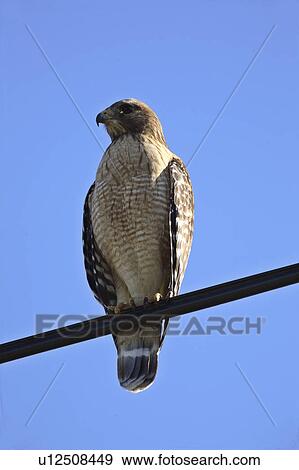usa, hawk, florida, scenic, oerched, broadwinged View Large Photo Image Stock Photo - usa, hawk, florida, scenic, oerched, broadwinged. Fotosearch