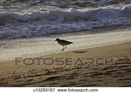 Stock Photo - usa, plover, florida, beach, walking, blackbellied. Fotosearch
