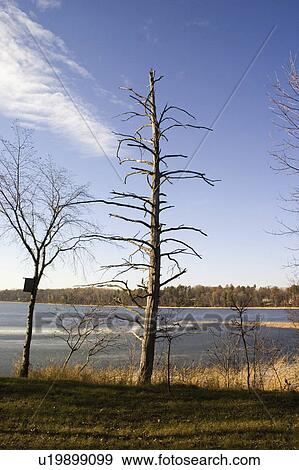 usa, tree, minnesota, emily, lakeshore, dead View Large Photo Image Stock Photo - usa, tree, minnesota, emily, lakeshore, dead. Fotosearch