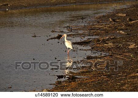Stock Image - usa, white, florida, scenic, ibis, american. Fotosearch