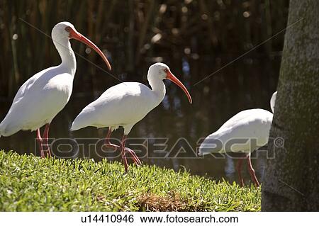 Stock Photograph - usa, white, florida, scenic, ibis, american. Fotosearch