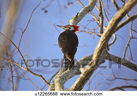 usa, woodpecker, florida, scenic, tree, pileated View Large Photo Image Stock Photo - usa, woodpecker, florida, scenic, tree, pileated. Fotosearch