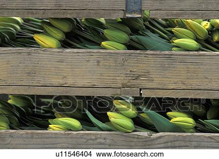 valley, flower, skagit, tulips, flowering, commerce View Large Photo Image Picture - valley, flower, skagit, tulips, flowering, commerce. Fotosearch