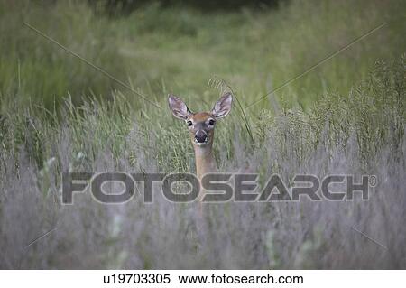 vegetation, whitetailed, tail, lying, deer, doe View Large Photo Image Stock Photography - vegetation, whitetailed, tail, lying, deer, doe. Fotosearch