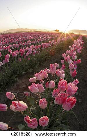 vernon, pink, mt, mount, tulips, field View Large Photo Image Stock Image - vernon, pink, mt, mount, tulips, field. Fotosearch
