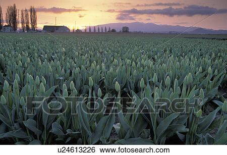 Stock Photograph - vernon, tulips, mt, mount, sunrise, field. Fotosearch