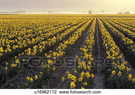 Stock Image - vernon, washington, growth, daffodils, sunrise, crops. Fotosearch