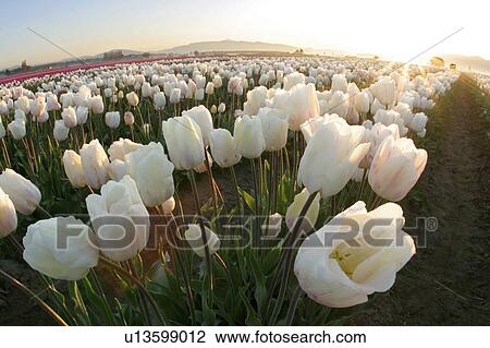 Stock Image - vernon, white, mt, mount, tulips, field. Fotosearch
