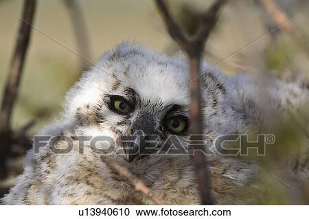 very, horned, virginianus, bubo, owl, great View Large Photo Image Stock Image - very, horned, virginianus, bubo, owl, great. Fotosearch