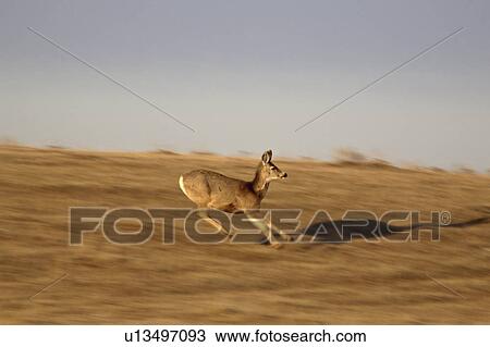 virginia, deer, known, virginiania, odocoileus, whitetailed View Large Photo Image Stock Image - virginia, deer, known, virginiania, odocoileus, whitetailed. Fotosearch