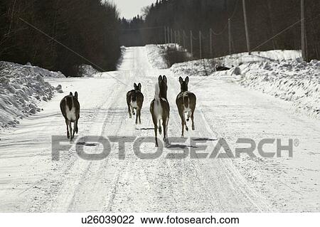 virginia, deer, known, virginiania, odocoileus, whitetailed View Large Photo Image Stock Image - virginia, deer, known, virginiania, odocoileus, whitetailed. Fotosearch