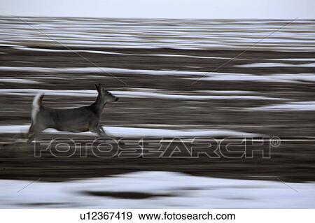 Stock Photo - virginia, deer, known, virginiania, odocoileus, whitetailed. Fotosearch