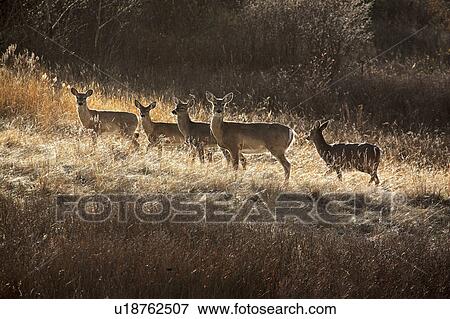 Stock Photo - virginia, deer, known, virginiania, odocoileus, whitetailed. Fotosearch