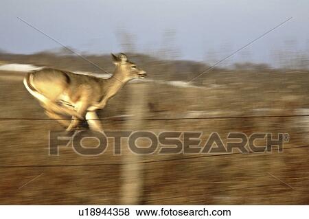 virginia, deer, known, virginiania, odocoileus, whitetailed View Large Photo Image Stock Photo - virginia, deer, known, virginiania, odocoileus, whitetailed. Fotosearch