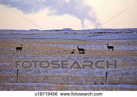 Stock Photograph - virginia, deer, known, virginiania, odocoileus, whitetailed. Fotosearch