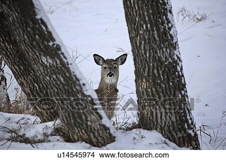virginia, deer, known, virginianus, odocoileus, whitetailed View Large Photo Image Picture - virginia, deer, known, virginianus, odocoileus, whitetailed. Fotosearch