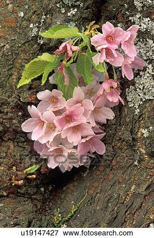 Stock Photo - washington, pink, america, blossoms, wa, blossom. Fotosearch