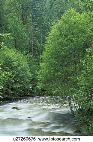 washington, river, mt, suiattle, valley, snohomish View Large Photo Image Stock Photograph - washington, river, mt, suiattle, valley, snohomish. Fotosearch