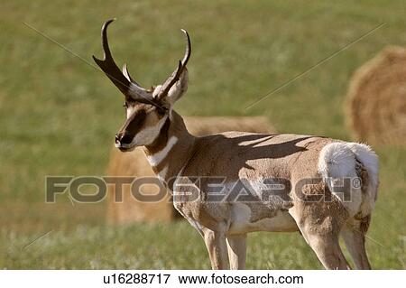 western, antelope, saskatchewan, southern, scenic, pronghorn View Large Photo Image Stock Photo - western, antelope, saskatchewan, southern, scenic, pronghorn. Fotosearch