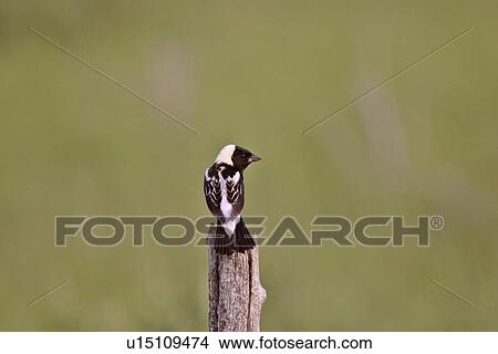 western, bobolink, saskatchewan, scenic, post, male View Large Photo Image Picture - western, bobolink, saskatchewan, scenic, post, male. Fotosearch