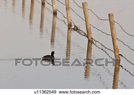 western, coot, saskatchewan, scenic, slough, american View Large Photo Image Stock Photo - western, coot, saskatchewan, scenic, slough, american. Fotosearch