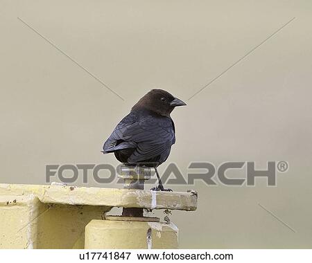 western, cowbird, saskatchewan, scenic, perched, brownheaded View Large Photo Image Stock Photo - western, cowbird, saskatchewan, scenic, perched, brownheaded. Fotosearch